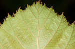 Green alder <BR>Mountain alder